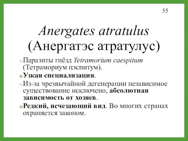 Паразиты гнёзд Tetramorium caespitum (Тетрамориум цэспитум). Узкая специализация. Из-за чрезвычайной