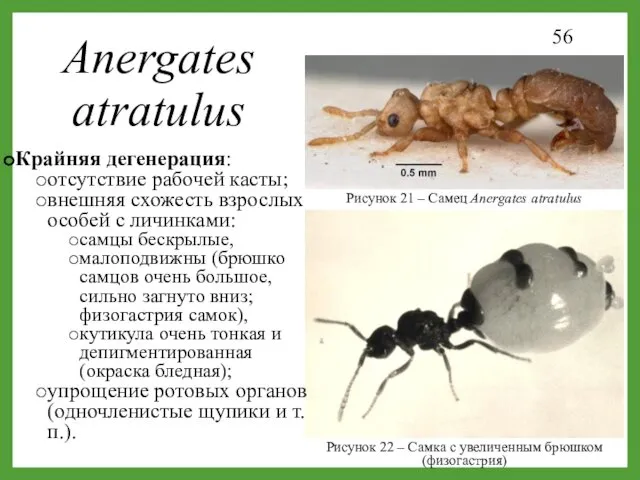 Anergates atratulus Рисунок 22 – Самка с увеличенным брюшком (физогастрия)