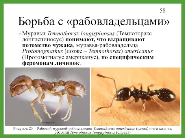 Борьба с «рабовладельцами» Муравьи Temnothorax longispinosus (Темноторакс лонгиспиносус) понимают, что