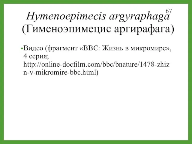 Hymenoepimecis argyraphaga (Гименоэпимецис аргирафага) КОКОН Видео (фрагмент «BBC: Жизнь в микромире», 4 серия; http://online-docfilm.com/bbc/bnature/1478-zhizn-v-mikromire-bbc.html)