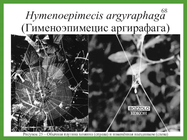 Hymenoepimecis argyraphaga (Гименоэпимецис аргирафага) КОКОН Рисунок 25 – Обычная паутина хозяина (справа) и изменённая наездником (слева)