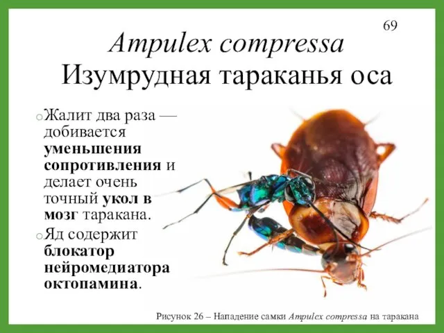 Ampulex compressa Изумрудная тараканья оса Жалит два раза —добивается уменьшения