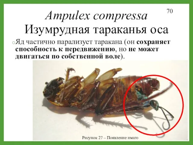 Ampulex compressa Изумрудная тараканья оса Рисунок 27 – Появление имаго