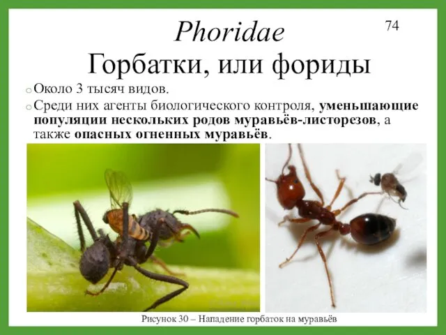 Phoridae Горбатки, или фориды Около 3 тысяч видов. Среди них