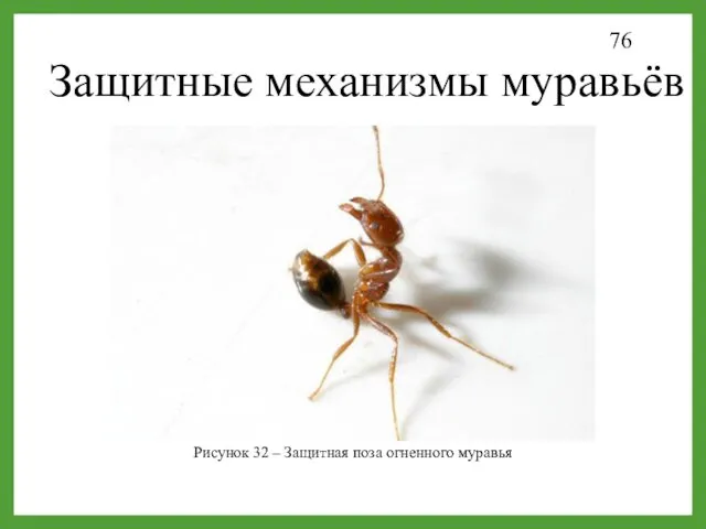 Рисунок 32 – Защитная поза огненного муравья Защитные механизмы муравьёв