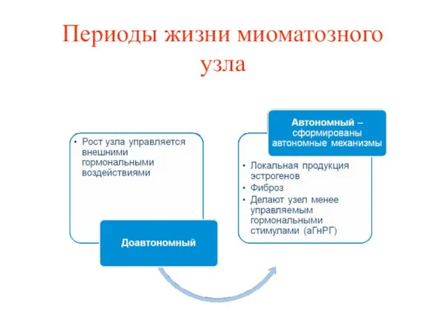 Периоды жизни миоматозного узла