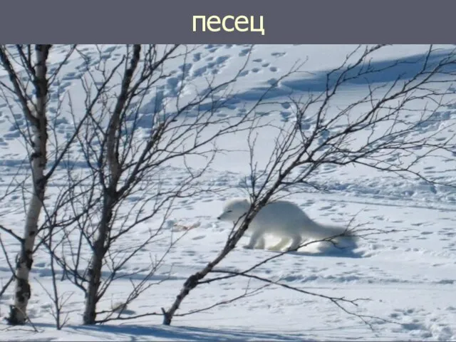 песец