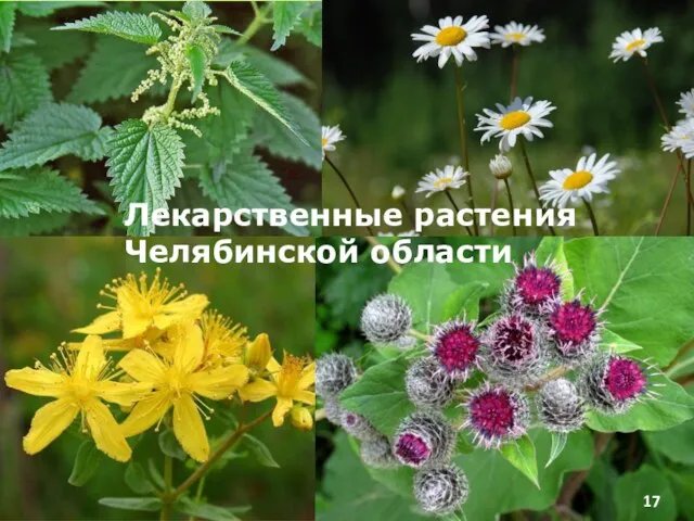 17 Лекарственные растения Челябинской области