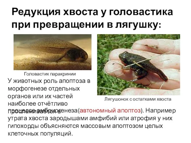 Редукция хвоста у головастика при превращении в лягушку: Головастик паракринии