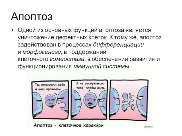 Апоптоз Одной из основных функций апоптоза является уничтожение дефектных клеток.