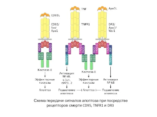 Схема передачи сигналов апоптоза при посредстве рецепторов смерти CD95, TNFR1 и DR3