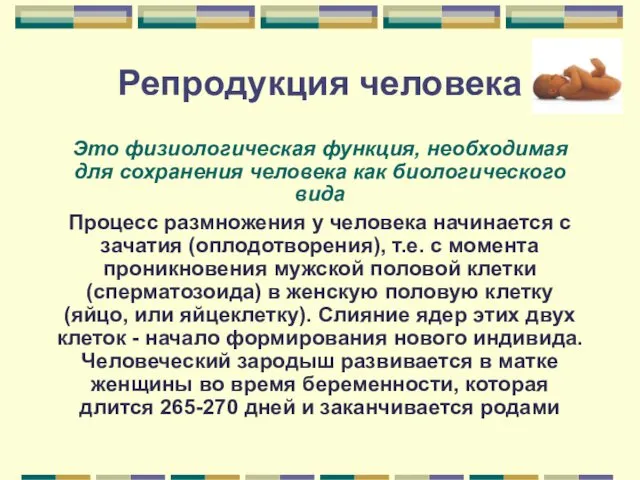 Репродукция человека Это физиологическая функция, необходимая для сохранения человека как