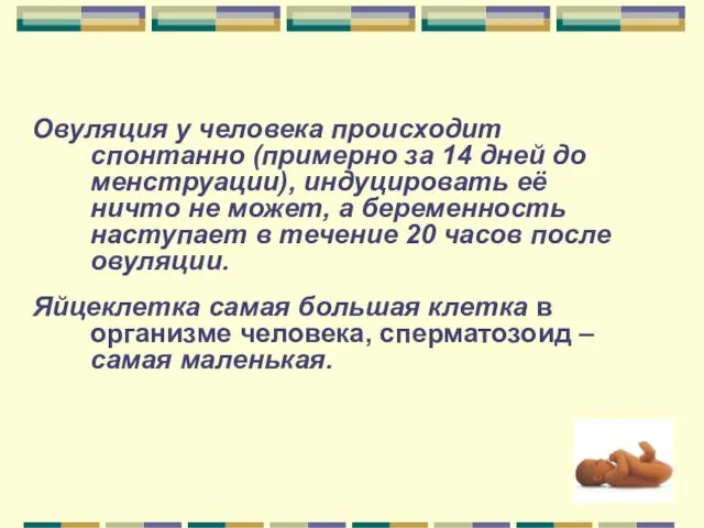 Овуляция у человека происходит спонтанно (примерно за 14 дней до