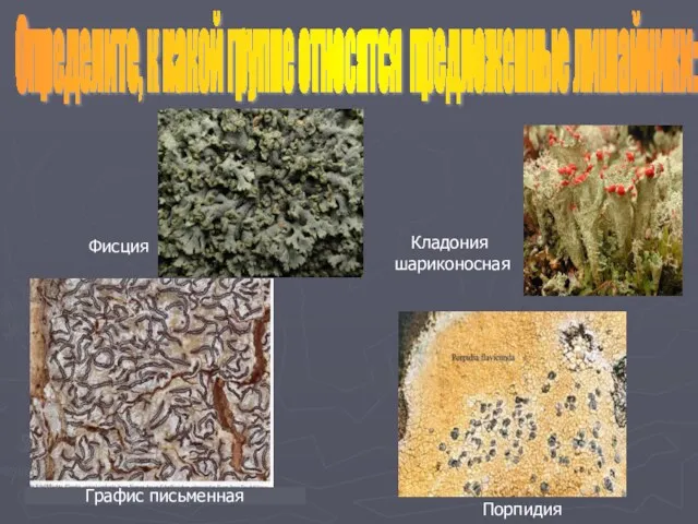 Определите, к какой группе относятся предложенные лишайники: Графис письменная Кладония шариконосная Фисция Порпидия