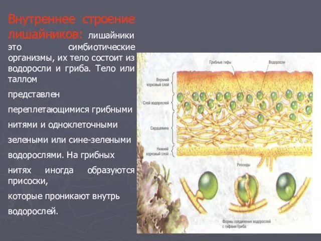 Внутреннее строение лишайников: лишайники это симбиотические организмы, их тело состоит