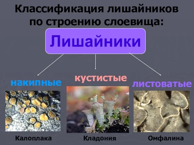 Классификация лишайников по строению слоевища: Лишайники накипные листоватые кустистые Калоплака Омфалина Кладония