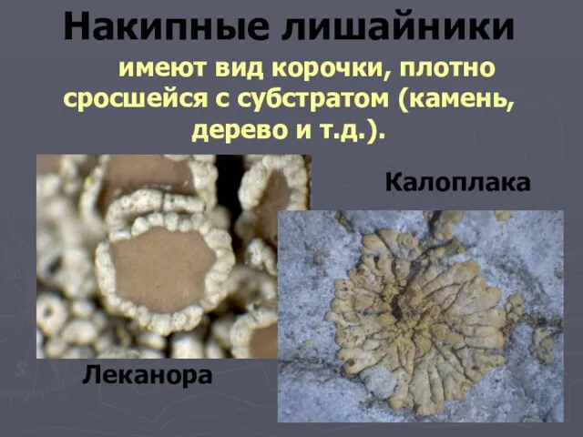 Накипные лишайники имеют вид корочки, плотно сросшейся с субстратом (камень, дерево и т.д.). Леканора Калоплака