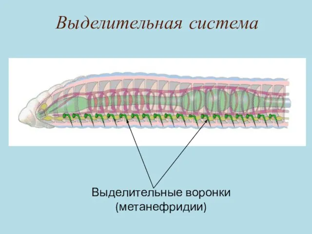 Выделительная система Выделительные воронки (метанефридии)