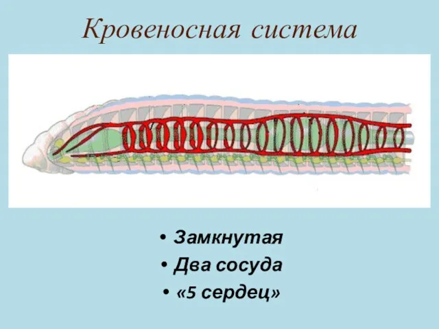 Кровеносная система Замкнутая Два сосуда «5 сердец»