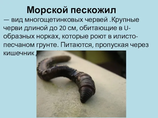Морской пескожил — вид многощетинковых червей .Крупные черви длиной до 20 см, обитающие