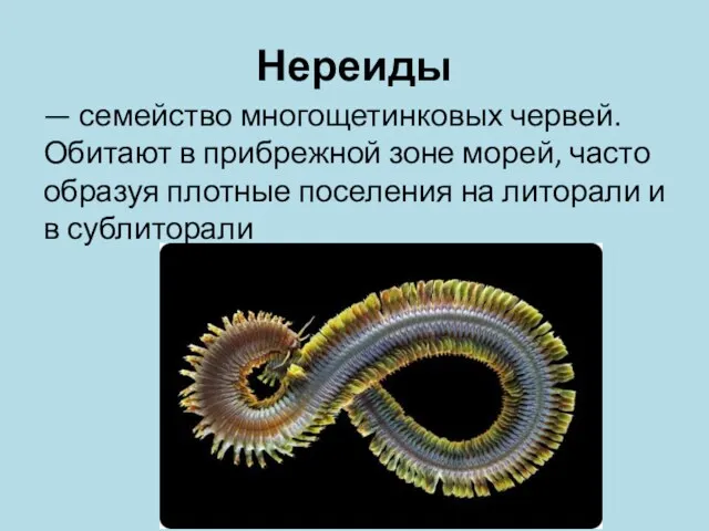 Нереиды — семейство многощетинковых червей. Обитают в прибрежной зоне морей, часто образуя плотные