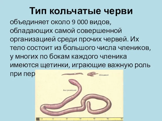 Тип кольчатые черви объединяет около 9 000 видов, обладающих самой