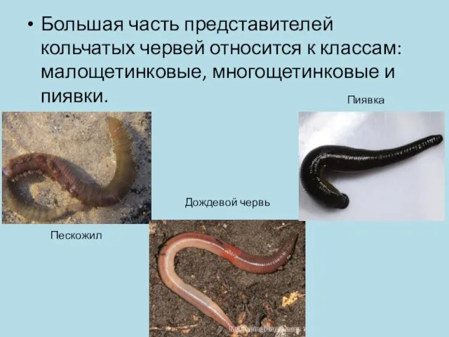 Большая часть представителей кольчатых червей относится к классам: малощетинковые, многощетинковые и пиявки. Пескожил Дождевой червь Пиявка