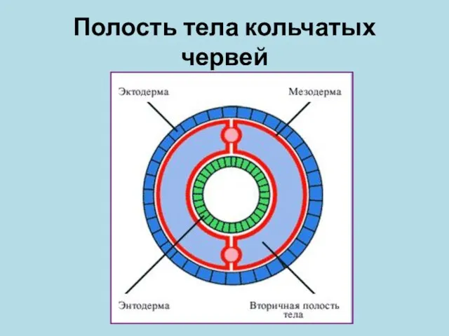 Полость тела кольчатых червей