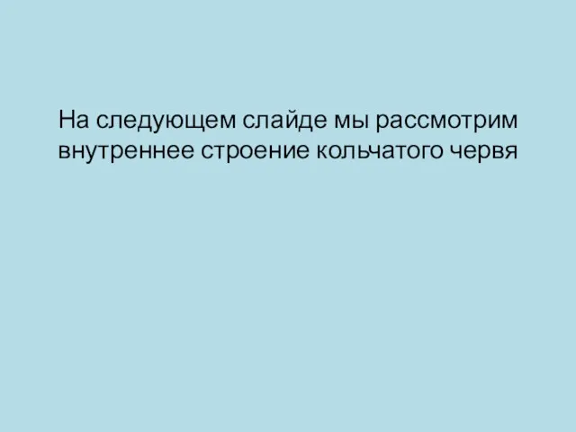 На следующем слайде мы рассмотрим внутреннее строение кольчатого червя