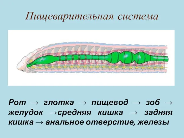 Пищеварительная система Рот → глотка → пищевод → зоб → желудок →средняя кишка