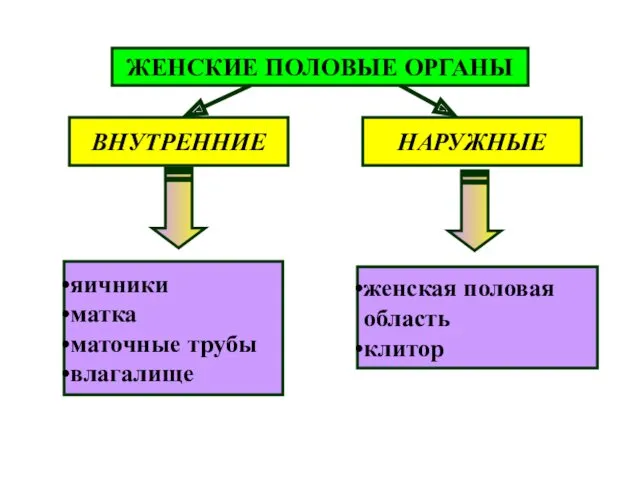 ЖЕНСКИЕ ПОЛОВЫЕ ОРГАНЫ ВНУТРЕННИЕ НАРУЖНЫЕ яичники матка маточные трубы влагалище женская половая область клитор