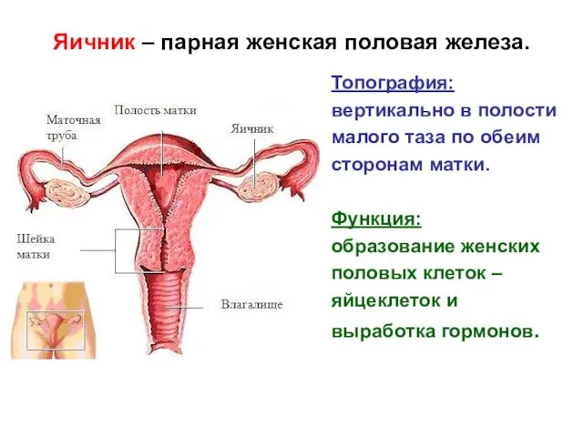 Яичник – парная женская половая железа. Топография: вертикально в полости