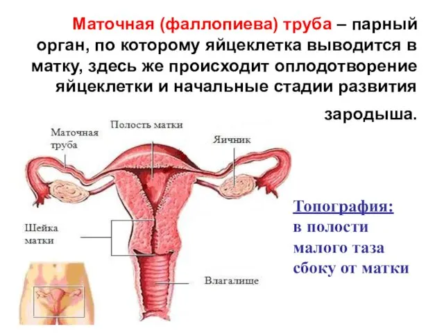 Маточная (фаллопиева) труба – парный орган, по которому яйцеклетка выводится