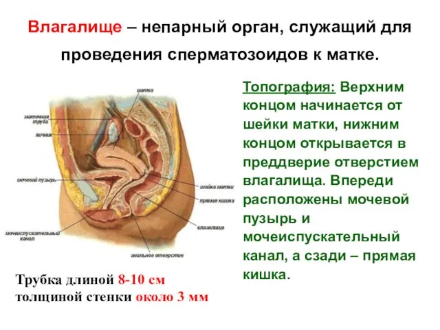 Влагалище – непарный орган, служащий для проведения сперматозоидов к матке.