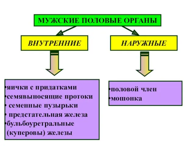 МУЖСКИЕ ПОЛОВЫЕ ОРГАНЫ ВНУТРЕННИЕ НАРУЖНЫЕ яички с придатками семявыносящие протоки