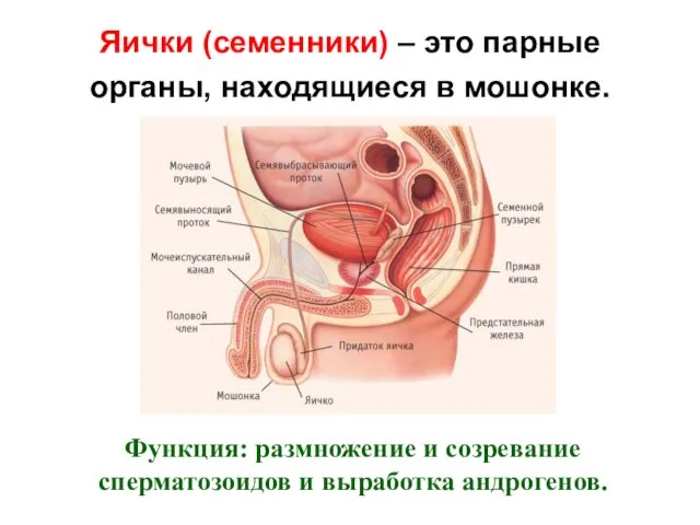 Яички (семенники) – это парные органы, находящиеся в мошонке. Функция: