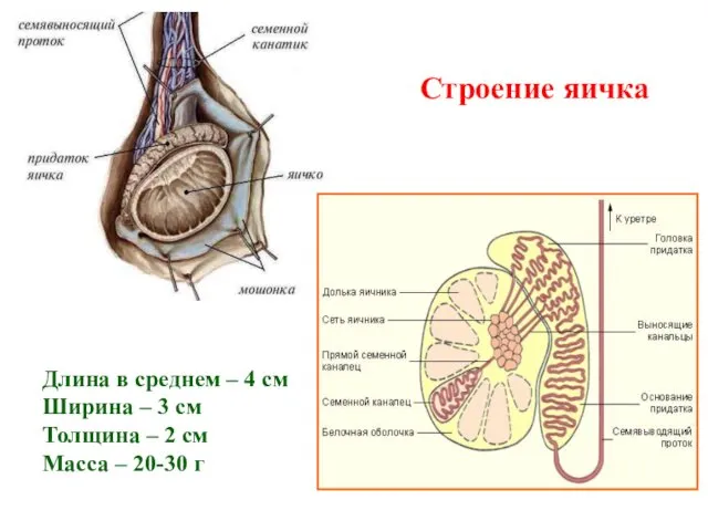 Длина в среднем – 4 см Ширина – 3 см