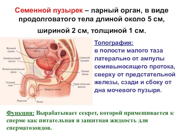 Семенной пузырек – парный орган, в виде продолговатого тела длиной