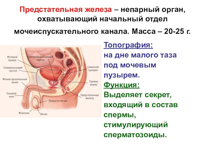 Предстательная железа – непарный орган, охватывающий начальный отдел мочеиспускательного канала.