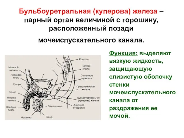 Бульбоуретральная (куперова) железа – парный орган величиной с горошину, расположенный