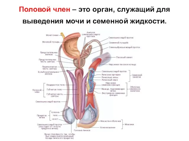 Половой член – это орган, служащий для выведения мочи и семенной жидкости.