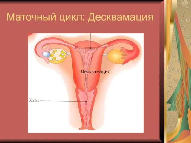 Маточный цикл: Десквамация Десквамация