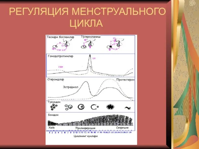 РЕГУЛЯЦИЯ МЕНСТРУАЛЬНОГО ЦИКЛА