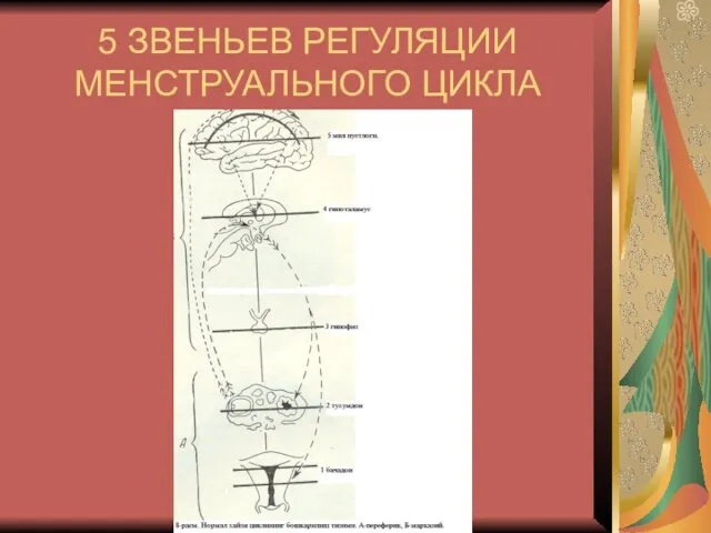 5 ЗВЕНЬЕВ РЕГУЛЯЦИИ МЕНСТРУАЛЬНОГО ЦИКЛА