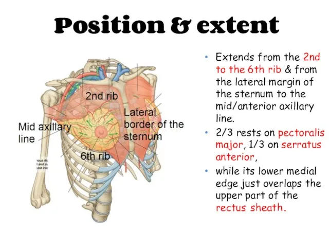 Position & extent Extends from the 2nd to the 6th