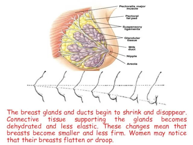 The breast glands and ducts begin to shrink and disappear.