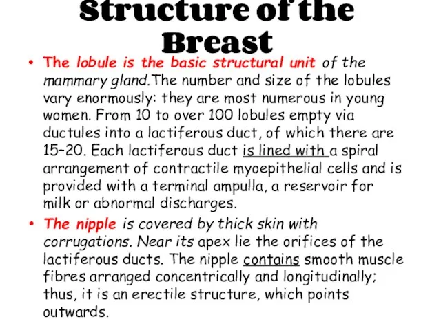 Structure of the Breast The lobule is the basic structural