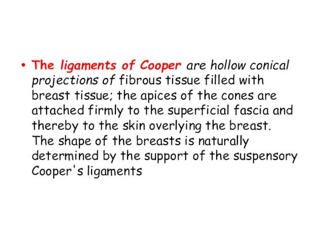 The ligaments of Cooper are hollow conical projections of fibrous