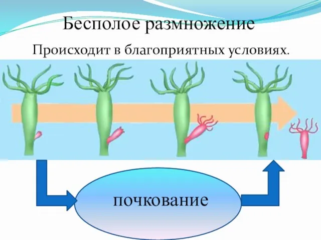 Бесполое размножение почкование Происходит в благоприятных условиях.