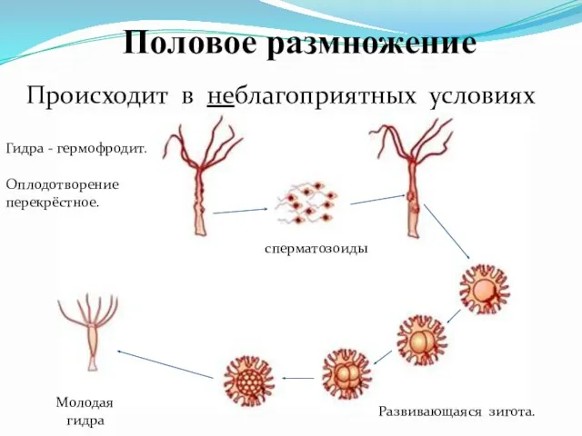 Половое размножение Происходит в неблагоприятных условиях Молодая гидра Гидра - гермофродит. Оплодотворение перекрёстное. Развивающаяся зигота. сперматозоиды